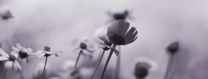about-header